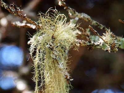 [The light green thread-like growth is bunched together on the end of a small branch. It resembles a bunch of knotted thread or hair that needs combing.]